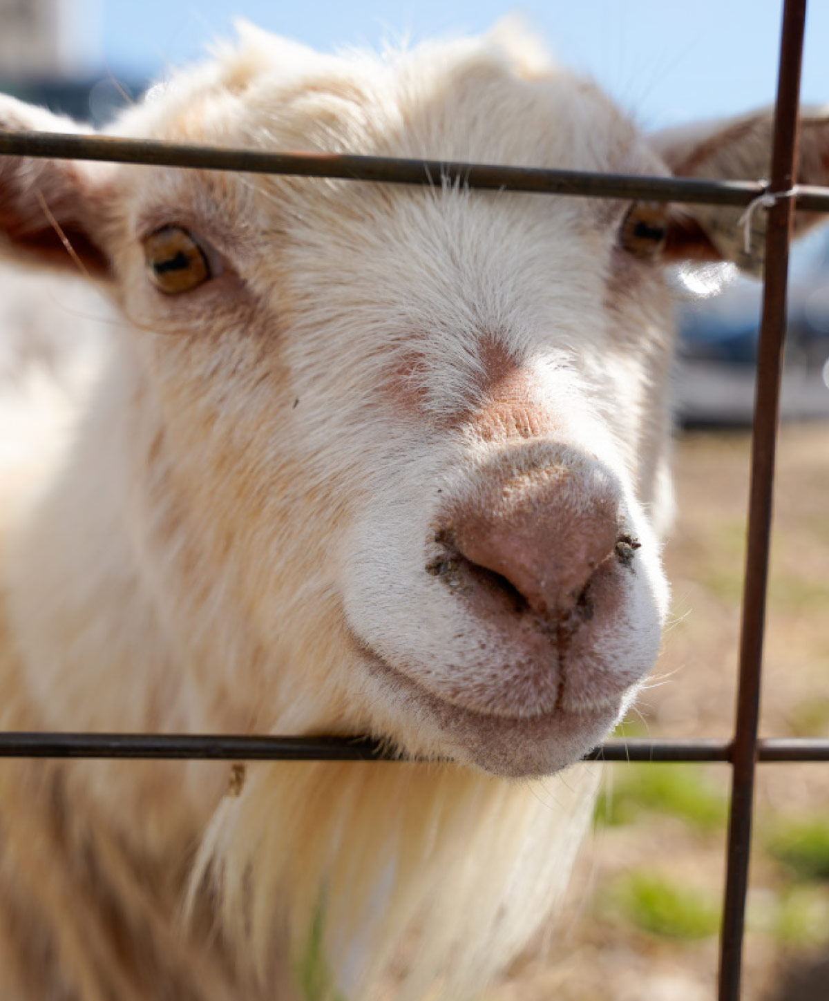 close up of goat's face